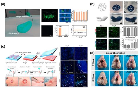 Biomedical Applications of Deformable Hydrogel Microrobots