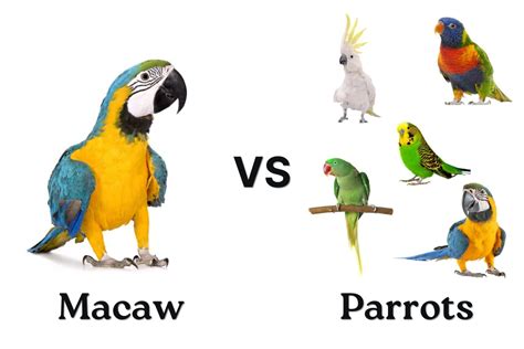 Macaw vs. Parrot: What’s the Difference?