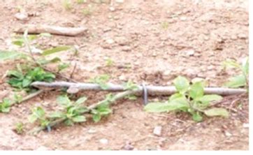 Horticulture :: Vegetables::Small onion