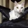 Image result for Smart TV De 32 Polegadas