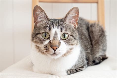 Why Does My Cat Stare at Me? Experts Explain This Weird Cat Behavior