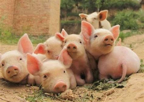 属猪的今年多大 2020年属猪的人多大-十二星座网