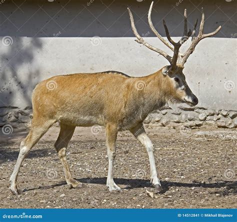 Pere David`s deer 7 stock image. Image of environment - 14512841