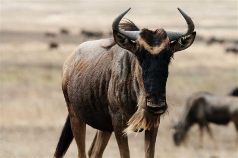 The Wildebeest | Interesting Animal All Amazing Facts | The Wildlife