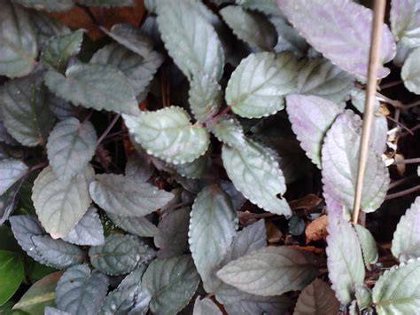 Garden Care Simplified: Purple Copper Leaf Plant Metallic Leaves Good ...