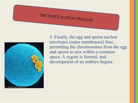 fertilization process explained 的图像结果