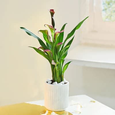 Purity of Prayers: Order Wedding Flowers Online | Interflora India ...