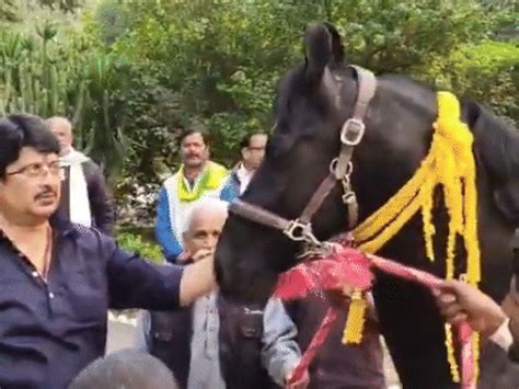 Raja-Bhaiya welcomes new horse 'Trojan' to his fort in Pratapgarh ...