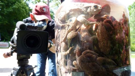 Exploding Frogs 的图像结果