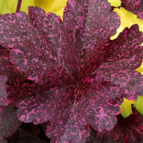Heuchera Midnight Rose - JParkers