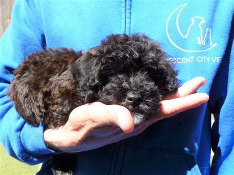 Daycare/Boarding Release Form | Crescent City Vet