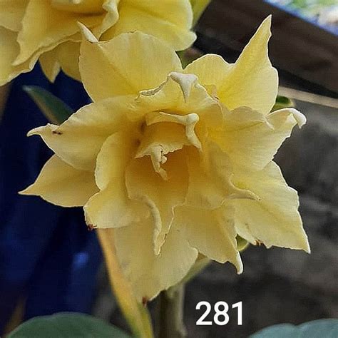 Adenium Obesum Rose C281 – veliyathgardens