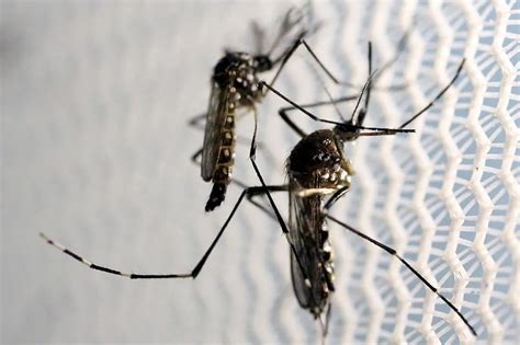 5 patay sa dengue sa Ilocos Norte; kaso ng may sakit, higit 430 na ...