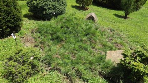 Pinus densiflora 'Pendula' - weeping Japanese red pine | The Dawes ...