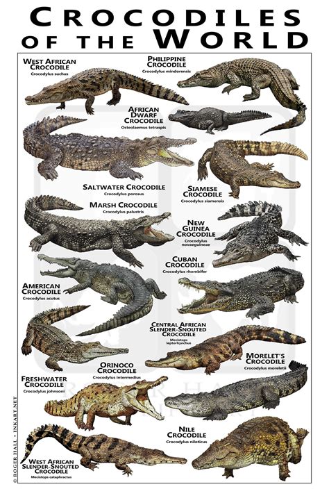 Crocodiles of the World Poster / Field Guide - Etsy in 2022 | Crocodiles, Saltwater crocodile ...