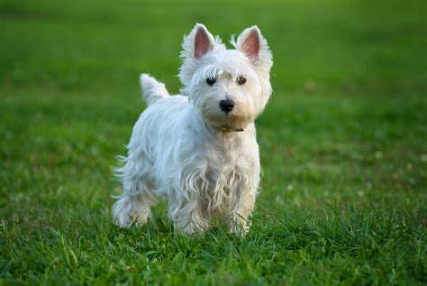 12 Dog Breeds That Only Have White Coats