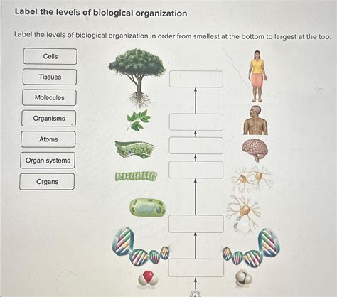 Solved Label the levels of biological organizationLabel the | Chegg.com