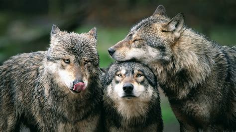 Wolf packs are less likely to stick together after human impacts ...
