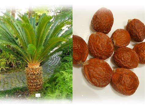 Cycas Revoluta 'Japanese Sago' King Palm Seeds