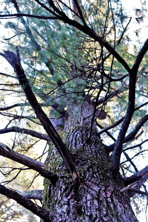 Century-old tree documented in Fort McCoy’s Pine View Recreation Area ...