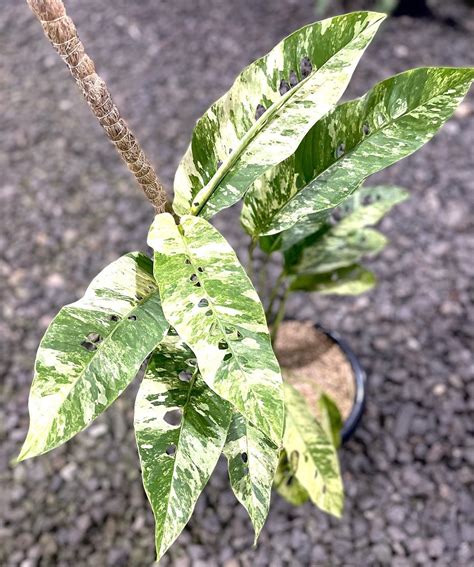 Why Do Plants Variegate at Nina Jenning blog
