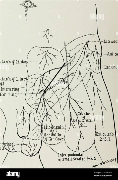 Image result for Cremaster Muscle Reflex