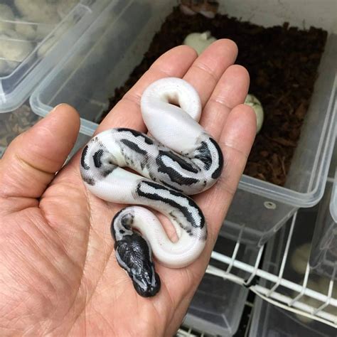 Image result for Axanthic Pied Ball Python