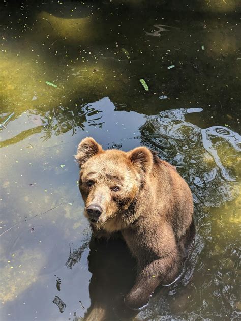 Image result for Colombo JavaScript