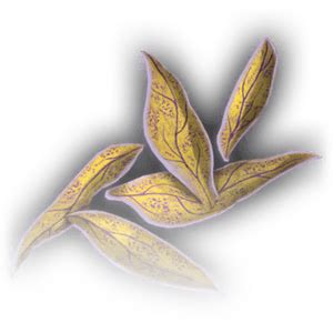 Yellow Musk Creeper Petals - bg3.wiki