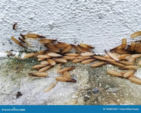 Many Alates Termite Winged Insect on the Floor. Stock Image - Image of ...