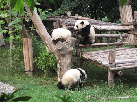 【携程攻略】成都成都大熊猫繁育研究基地景点,虽然世博会时见过众多小熊猫，还是给这里的黑白团子们萌到了，看它们…