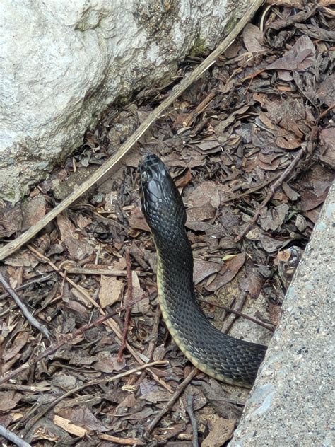 Silly yellow bellied water snake : r/reptiles