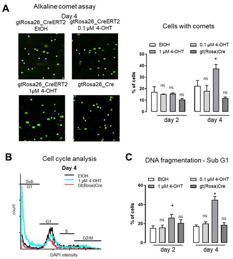 Cre-Recombinase Induces Apoptosis and Cell Death in Enterocyte Organoids