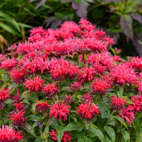 Monarda Sugar Buzz Cherry Pops Bee Balm | SiteOne