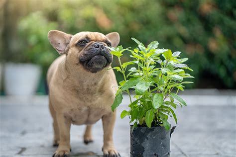 Keeping Your Dog Safe From Toxic Plants!
