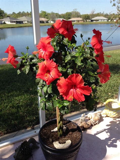 Hibiscus Tree in Full Bloom