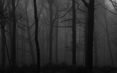Download wallpaper 3840x2400 forest, fog, bw, trees, dark 4k ultra hd ...