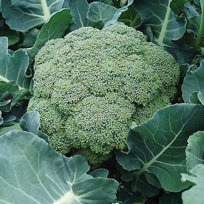 KANAYA Brocoli Hybrid Vegetable Seed Price in India - Buy KANAYA ...