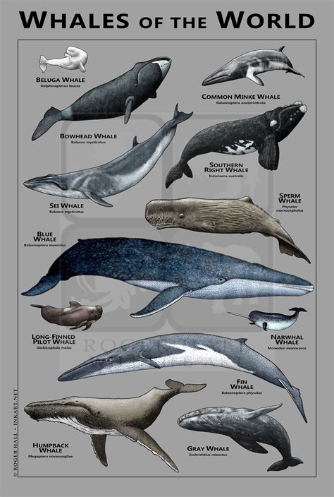 Whales of the World Poster/field Guide - Etsy | Whale, Whale species, Marine animals