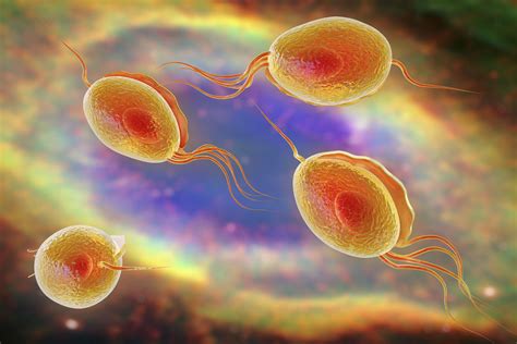 Trichomoniasis: Symptoms, Treatment, and More