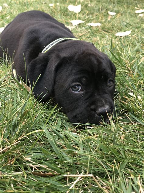 Cane Corso Boxer Mix Puppies