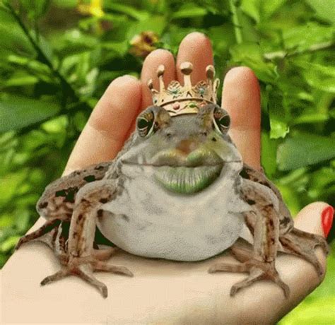 Image result for Frog Math