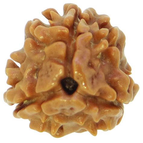 Raviour Lifestyle 3 Mukhi Nepali Rudraksha Three Faced Rudraksh Bead ...