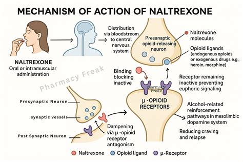 Mechanism of Action of Naltrexone