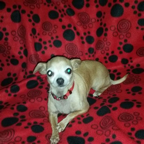 Craigslist Fresno Visalia Pets - Pet Spare