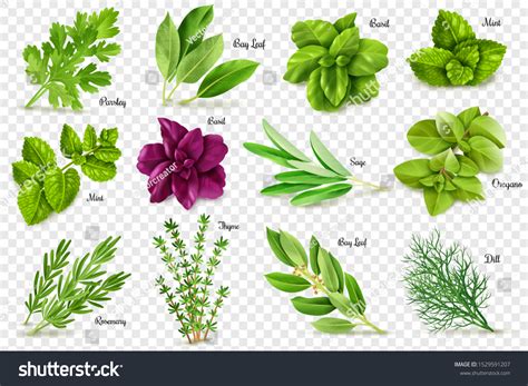 7,148,641 Herbs Images, Stock Photos & Vectors | Shutterstock