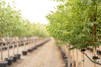 flashfire maple tree problems 的图像结果