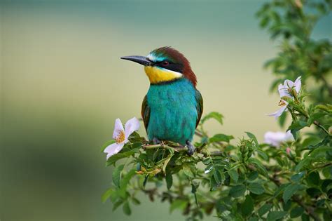 Download Bee-eater Bird Animal European Bee-eater HD Wallpaper by Kalin ...
