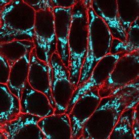 Image result for Cell Surface Protein Staining Tracking