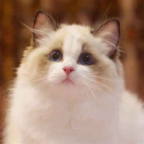 世界上最漂亮的猫排名，第一名猫美到你窒息